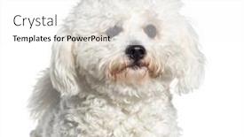  Presentation with head - Slide set having head-shot-of-a-brichon background and a white colored foreground