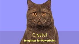  Presentation with british - PPT theme consisting of head-shot-of-a-brown background and a tawny brown colored foreground