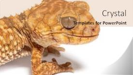  Presentation with rough - Presentation having head-shot-of-a-centralian background and a yellow colored foreground