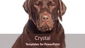  Presentation with chocolate - PPT layouts consisting of head-shot-of-a-chocolate background and a tawny brown colored foreground