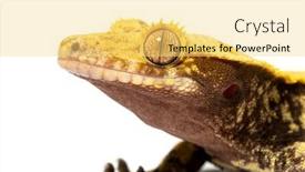  Presentation with head - Theme enhanced with head-shot-of-a-crested background and a yellow colored foreground