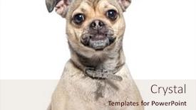  Presentation with head - Slide set with head-shot-of-a-crossbreed background and a soft green colored foreground