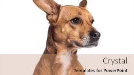  Presentation with ears - PPT theme featuring head-shot-of-a-crossbreed background and a coral colored foreground