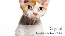  Presentation with 3d isolated t rex head - Presentation having head-shot-of-a-devon background and a white colored foreground