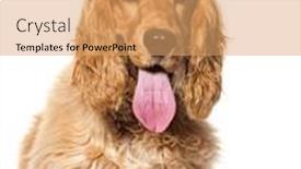  Presentation with english - PPT layouts consisting of head-shot-of-a-english and a coral colored foreground