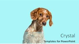  Presentation with curiosity - PPT layouts featuring head-shot-of-a-epagneul background and a arctic colored foreground