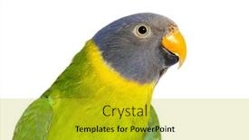  Presentation with head - Slide deck with head-shot-of-a-female background and a gold colored foreground