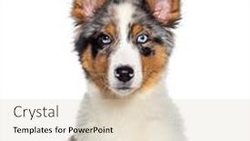  Presentation with head - Presentation enhanced with head-shot-of-a-four background and a lemonade colored foreground