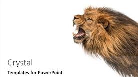  Presentation with roaring - Presentation design consisting of head-shot-of-a-furious background and a white colored foreground