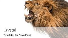  Presentation with roaring - Presentation consisting of head-shot-of-a-furious background and a white colored foreground