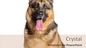  Presentation with german - Slide deck having head-shot-of-a-german and a coral colored foreground