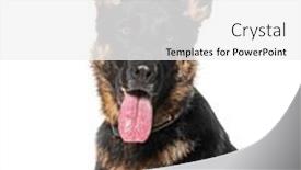  Presentation with german - Presentation theme with head-shot-of-a-german and a white colored foreground