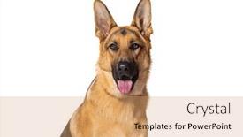  Presentation with german - Slide set enhanced with head-shot-of-a-german and a coral colored foreground