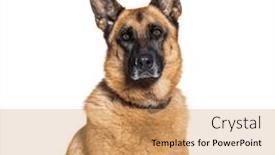  Presentation with german - Presentation featuring head-shot-of-a-german and a coral colored foreground