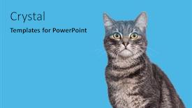  Presentation with cat - PPT layouts featuring head-shot-of-a-grey background and a light blue colored foreground