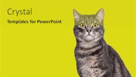  Presentation with cat - Presentation theme having head-shot-of-a-grey background and a yellow colored foreground