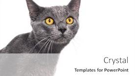  Presentation with cat - Presentation featuring head-shot-of-a-grey and a white colored foreground