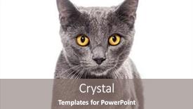  Presentation with cat - Slide set consisting of head-shot-of-a-grey and a gray colored foreground