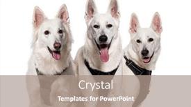  Presentation with dogs - Presentation design enhanced with head-shot-of-a-group background and a coral colored foreground