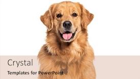  Presentation with golden - Presentation theme having head-shot-of-a-happy and a coral colored foreground