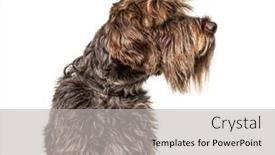  Presentation with head - PPT layouts having head-shot-of-a-korthals background and a light gray colored foreground