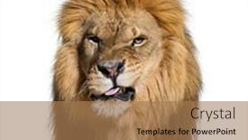  Presentation with lion - Theme featuring head-shot-of-a-lion background and a coral colored foreground