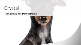  Presentation with dachshund - Presentation design with head-shot-of-a-mongrel and a white colored foreground