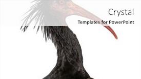  Presentation with bald - Presentation theme with head-shot-of-a-northern background and a white colored foreground