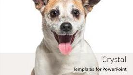  Presentation with russell - PPT layouts featuring head-shot-of-a-old background and a soft green colored foreground