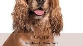  Presentation with old dog - Slides enhanced with head-shot-of-a-old background and a coral colored foreground