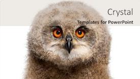  Presentation with head - PPT theme with head-shot-of-a-one and a coral colored foreground