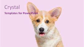  Presentation with welsh - Presentation theme enhanced with head-shot-of-a-panting background and a pink colored foreground