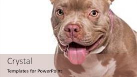  Presentation with bully - PPT theme having head-shot-of-a-panting background and a coral colored foreground