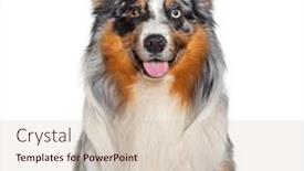  Presentation with australian - PPT layouts enhanced with head-shot-of-a-panting background and a soft green colored foreground