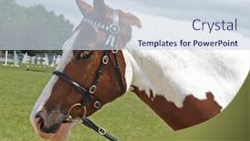  Presentation with horse head - Audience pleasing PPT theme consisting of head shot of a pinto horse backdrop and a sky blue colored foreground