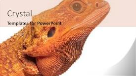  Presentation with super maris - Presentation design featuring head-shot-of-a-pogona background and a coral colored foreground