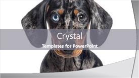  Presentation with puppy - Presentation theme having head-shot-of-a-puppy background and a gray colored foreground