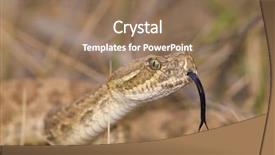  Presentation with head and neck anatomy - PPT theme consisting of head shot of a rattlesnake background and a coral colored foreground