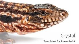  Presentation with head - Presentation theme with head-shot-of-a-red background and a white colored foreground