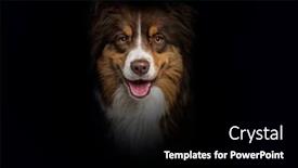  Presentation with australian - Presentation theme consisting of head-shot-of-a-red background and a  colored foreground