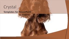  Presentation with head - PPT theme enhanced with head-shot-of-a-setter and a red colored foreground