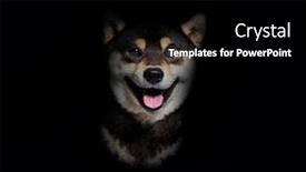  Presentation with head - Theme consisting of head-shot-of-a-shiba background and a  colored foreground