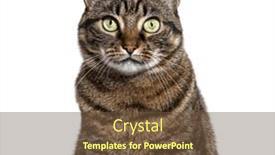 Presentation with cat - Presentation theme with head-shot-of-a-tabby background and a tawny brown colored foreground