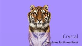  Presentation with tiger - Presentation design having head-shot-of-a-tiger background and a light blue colored foreground