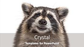  Presentation with shot - Presentation theme featuring head-shot-of-a-young background and a gray colored foreground