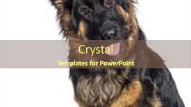  Presentation with german - PPT theme featuring head-shot-of-a-young background and a tawny brown colored foreground