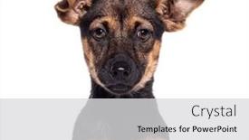  Presentation with bourbon - Theme with head-shot-of-a-young background and a light gray colored foreground