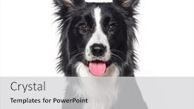  Presentation with black white program - PPT theme enhanced with head-shot-of-a-young background and a light gray colored foreground