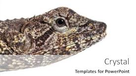  Presentation with head - Presentation theme featuring head-shot-of-afrilled-lizard background and a white colored foreground