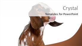  Presentation with shot - Slide set featuring head-shot-of-an-anglo background and a white colored foreground